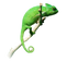 Chameleon Reptile PNG