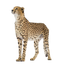 Cheetah PNG Clipart