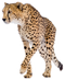 Cheetah PNG