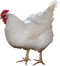 Chicken PNG 10