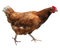 Chicken PNG 11