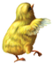 Chicken PNG 12