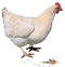 Chicken PNG 2