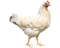 Chicken PNG 3