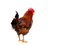 Chicken PNG 5