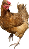 Chicken PNG 6