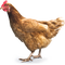 Chicken PNG 7