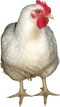 Chicken PNG 9