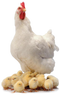 Chicken PNG