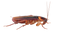 Cockroach Free Download PNG