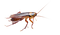 Cockroach PNG Clipart