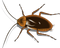 Cockroach PNG Image