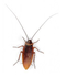 Cockroach PNG Picture