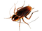 Cockroach PNG