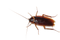 Cockroach Transparent