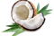 Coconut Free Download PNG