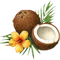 Coconut PNG Picture