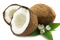 Coconut PNG