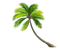 Coconut Tree PNG File