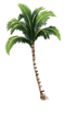 Coconut Tree PNG HD Image