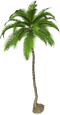 Coconut Tree PNG Pic