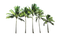 Coconut Tree PNG Picture