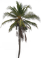 Coconut Tree PNG Transparent HD Photo