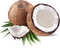 Coconut