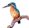 Common Kingfisher PNG Clipart