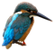 Common Kingfisher PNG Download Image