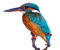 Common Kingfisher PNG Free Download