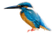 Common Kingfisher PNG HD Image