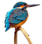 Common Kingfisher PNG High Quality Image