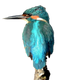 Common Kingfisher PNG Image