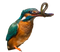 Common Kingfisher PNG Images