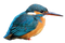 Common Kingfisher PNG Pic