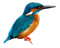 Common Kingfisher PNG Picture