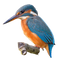 Common Kingfisher PNG