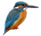 Common Kingfisher Transparent