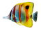 Coral Reef Angelfish PNG Clipart