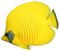 Coral Reef Angelfish PNG Free Download