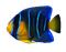 Coral Reef Angelfish PNG Image