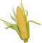 Corn PNG Clipart