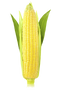 Corn PNG Image