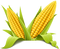 Corn PNG Picture