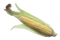 Corn PNG