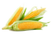 Corn Transparent