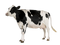 Cow PNG 11