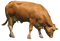 Cow PNG 3