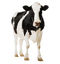 Cow PNG 5